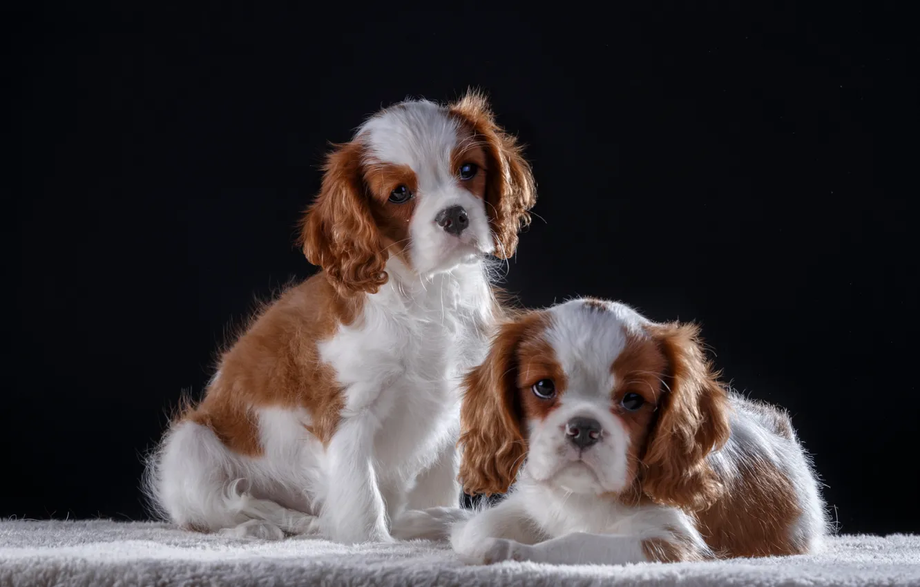 Photo wallpaper puppies, kids, king Charles Spaniel