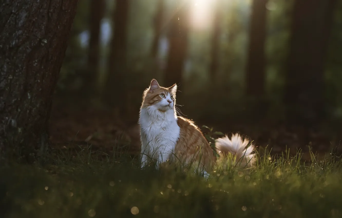 Photo wallpaper cat, nature, the evening