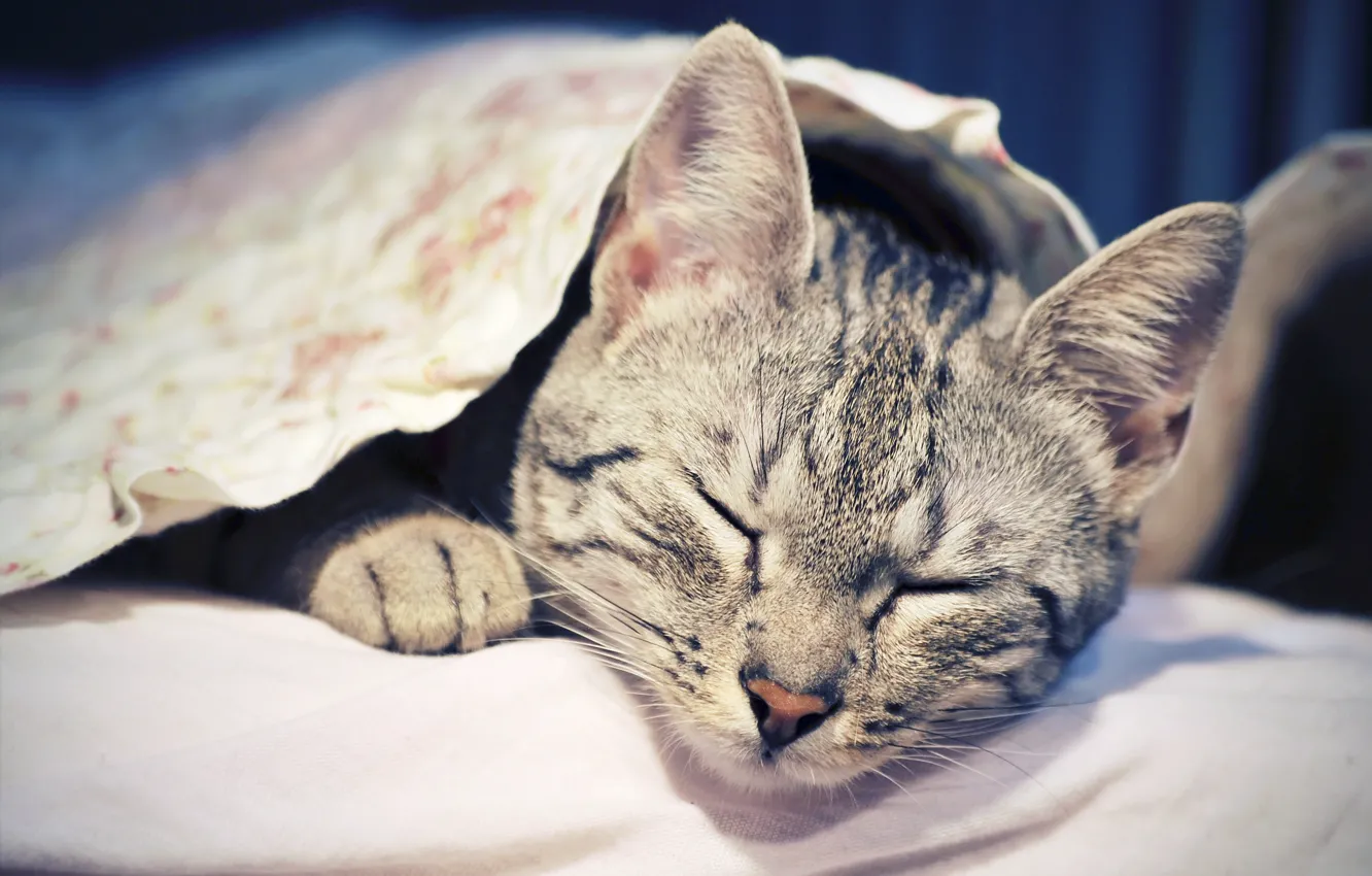 Photo wallpaper CAT, SLEEPING, ANIMAL, RESTING