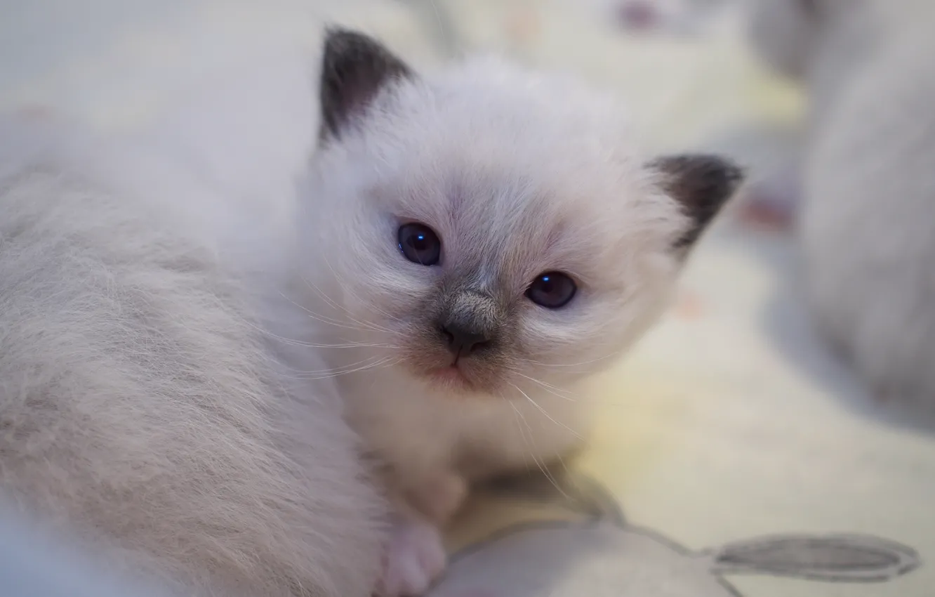 Photo wallpaper cat, white, look, sweetheart, portrait, baby, kitty, face