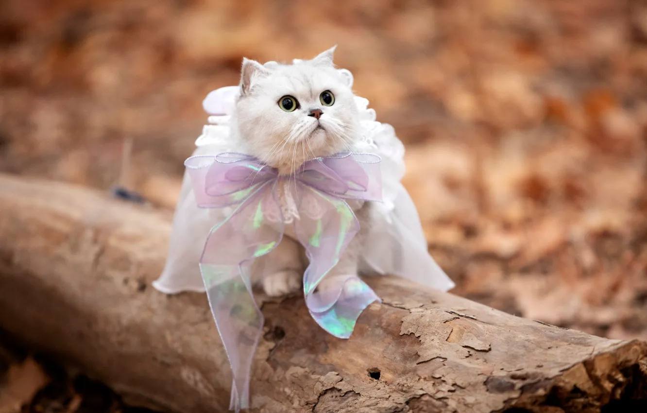 Photo wallpaper autumn, cat, white, look, trees, pose, Park, clothing