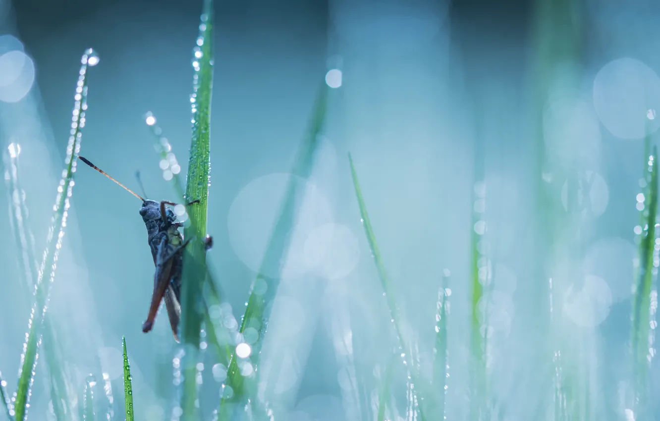 Photo wallpaper grass, nature, grasshopper