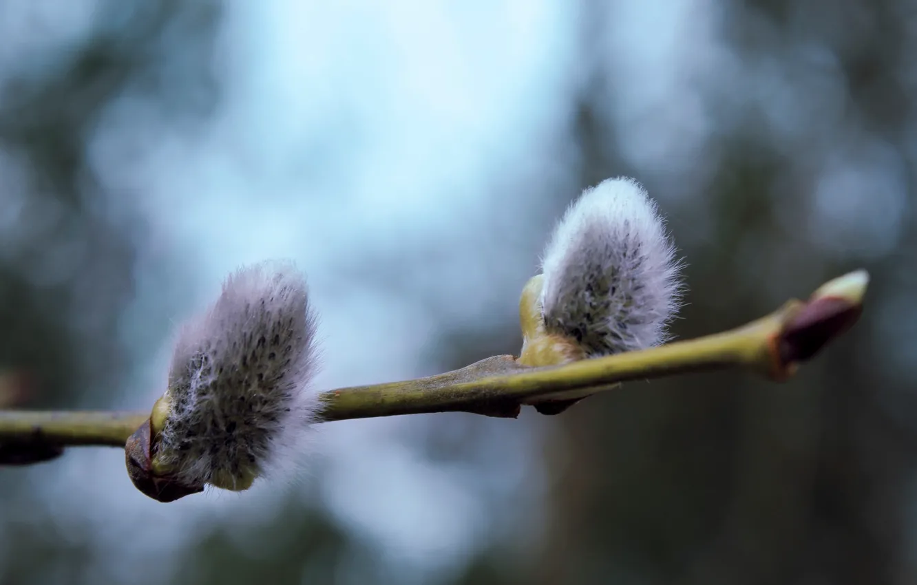 Photo wallpaper forest, light, trees, branches, nature, blue, cat, spring