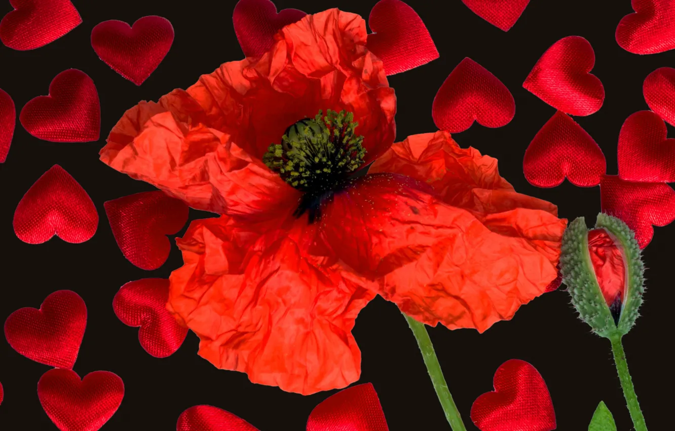 Photo wallpaper collage, Mac, petals, hearts