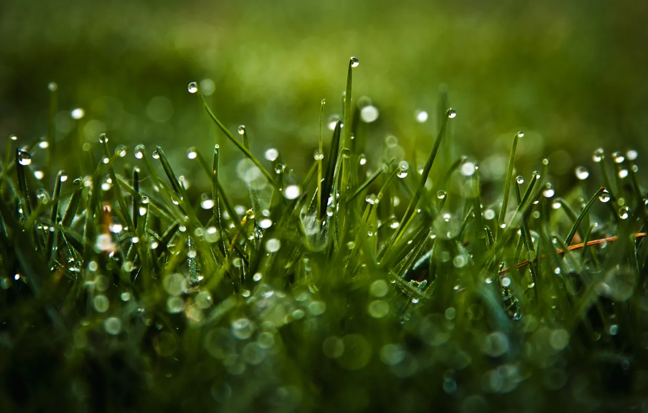 Photo wallpaper grass, drops, macro, Rosa, glare