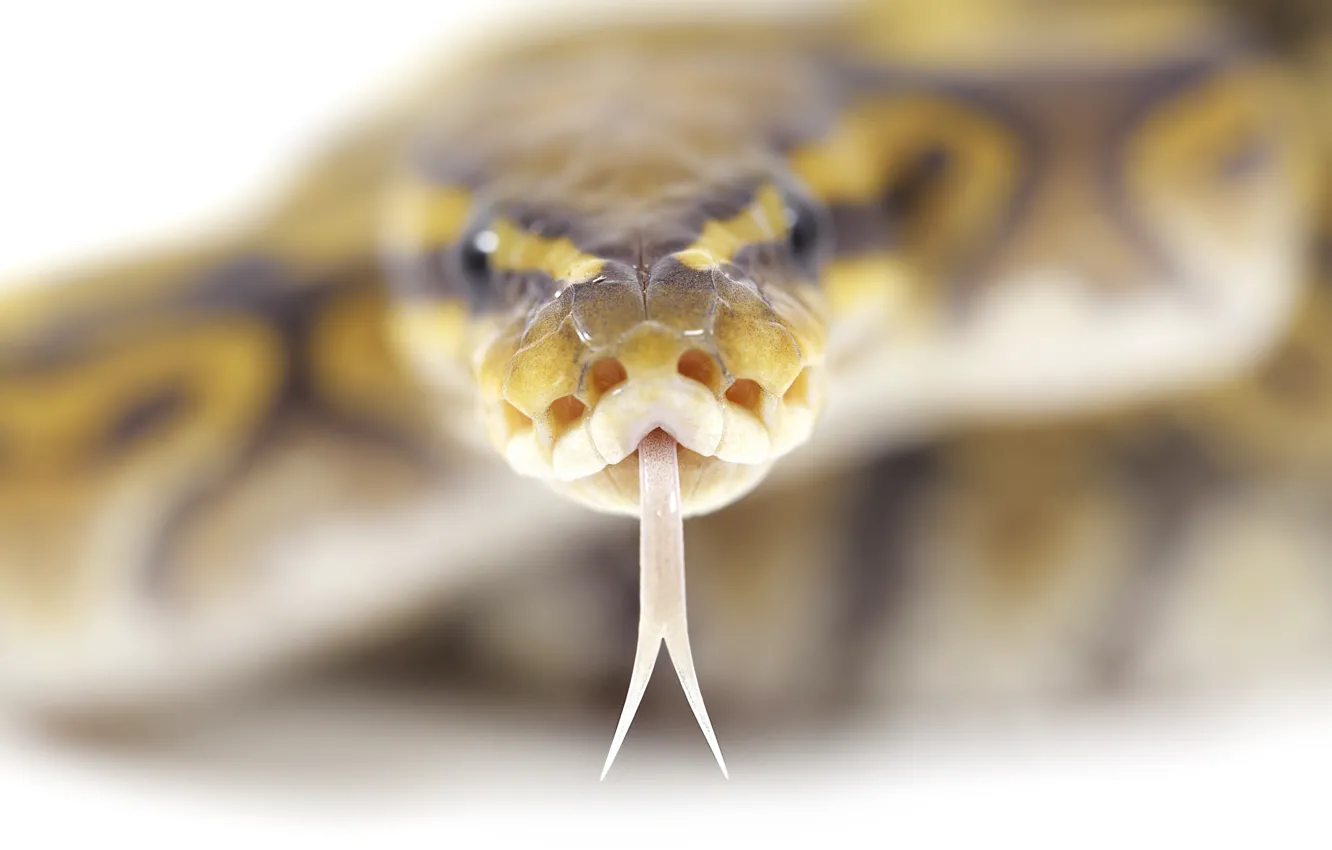 Photo wallpaper language, eyes, macro, snake, head, HYPNOSIS)