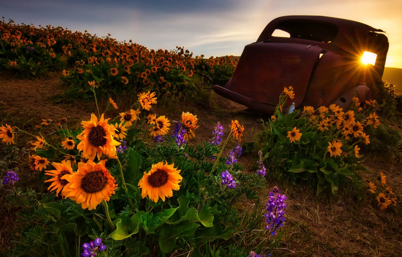 Photo wallpaper machine, flowers, meadow, scrap