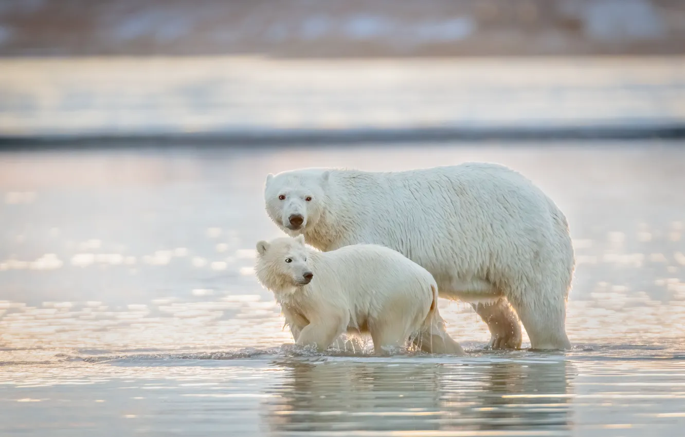 Photo wallpaper water, two, baby, bear, bathing, pair, bear, walk