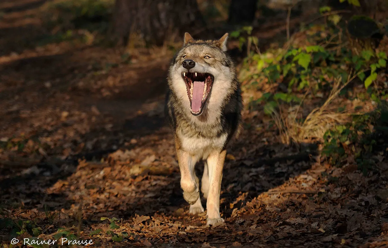 Photo wallpaper Predator, nature, snow, face, animal, wolf, canis lupus, wildlife
