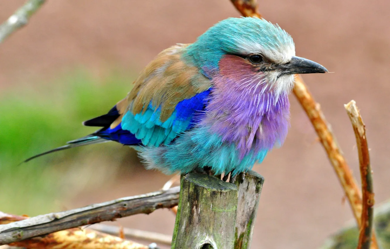 Photo wallpaper bird, color, feathers, beak