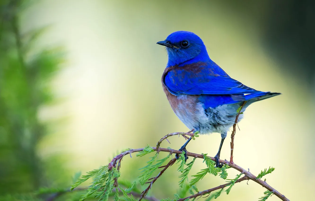 Photo wallpaper bird, bird, blue