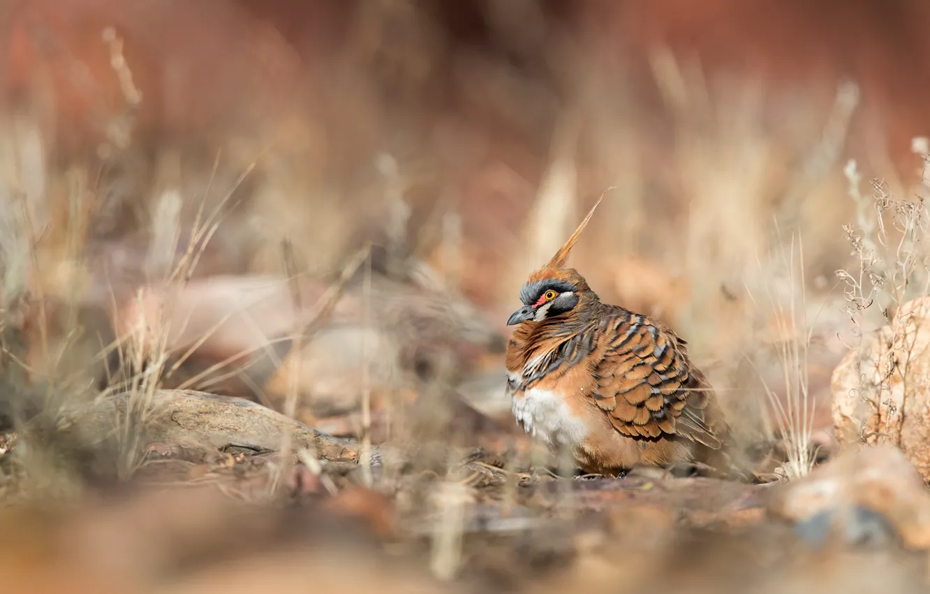 Photo wallpaper grass, nature, background, bird, bokeh, crest, motley