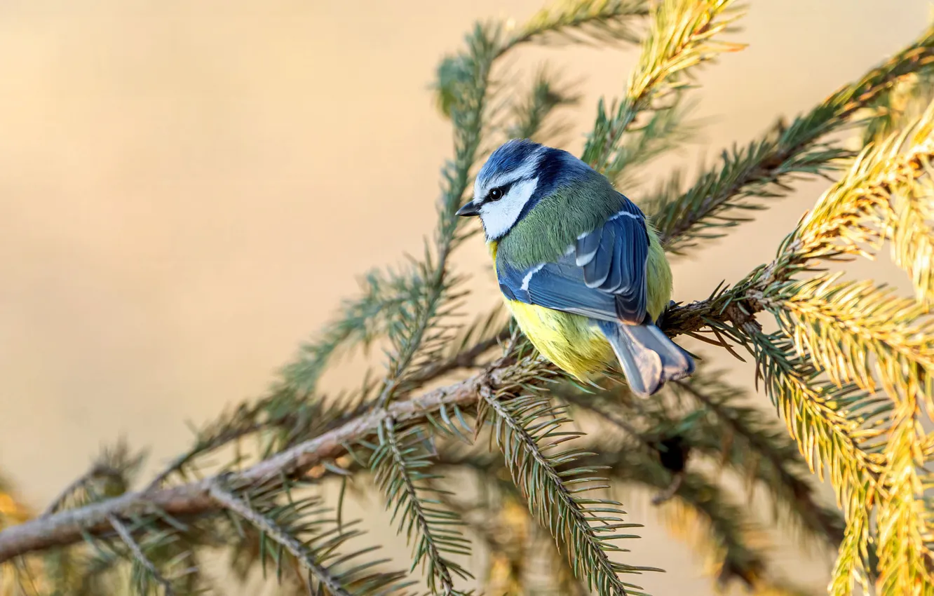 Photo wallpaper light, branches, bird, needles, tit, beige background