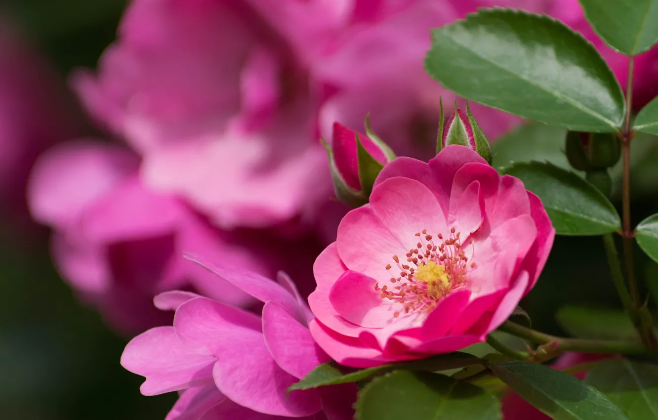 Photo wallpaper flowers, roses, flowering, the bushes