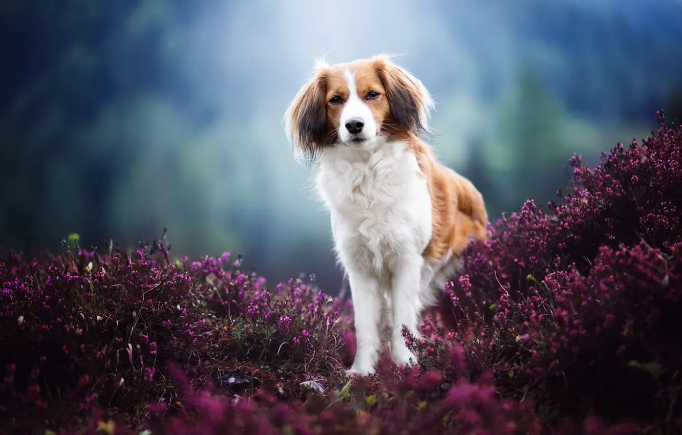 Photo wallpaper look, flowers, nature, pose, Park, glade, dog, paws