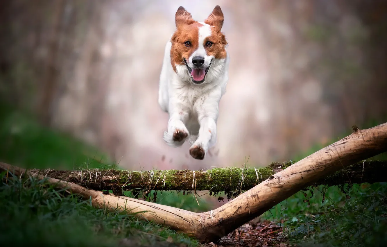 Photo wallpaper jump, dog, walk, log, bokeh, Rados