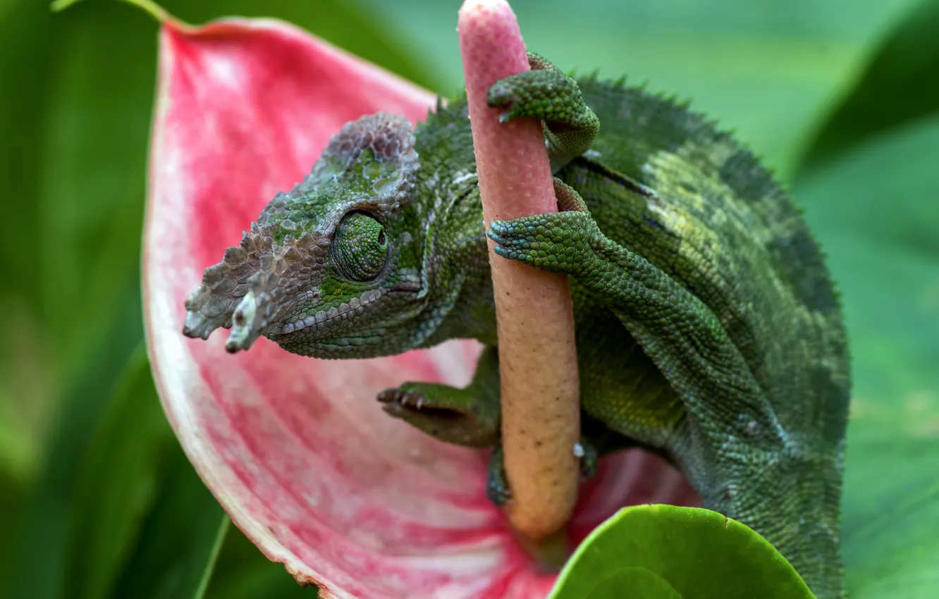 Photo wallpaper look, flowers, chameleon, pistil, bokeh, Anthurium