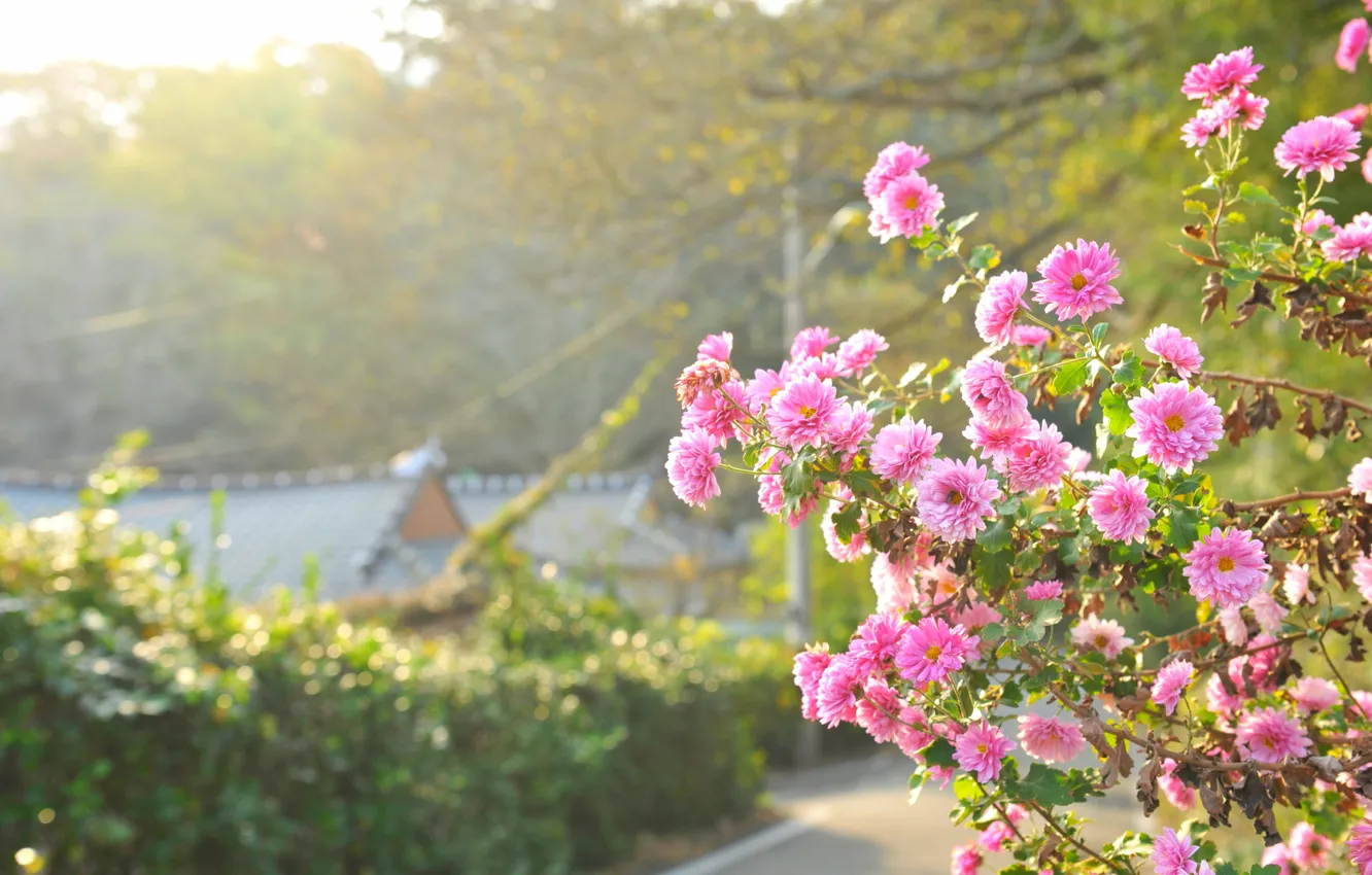 Photo wallpaper road, light, flowers, house, pink, the bushes, chrysanthemum, a lot