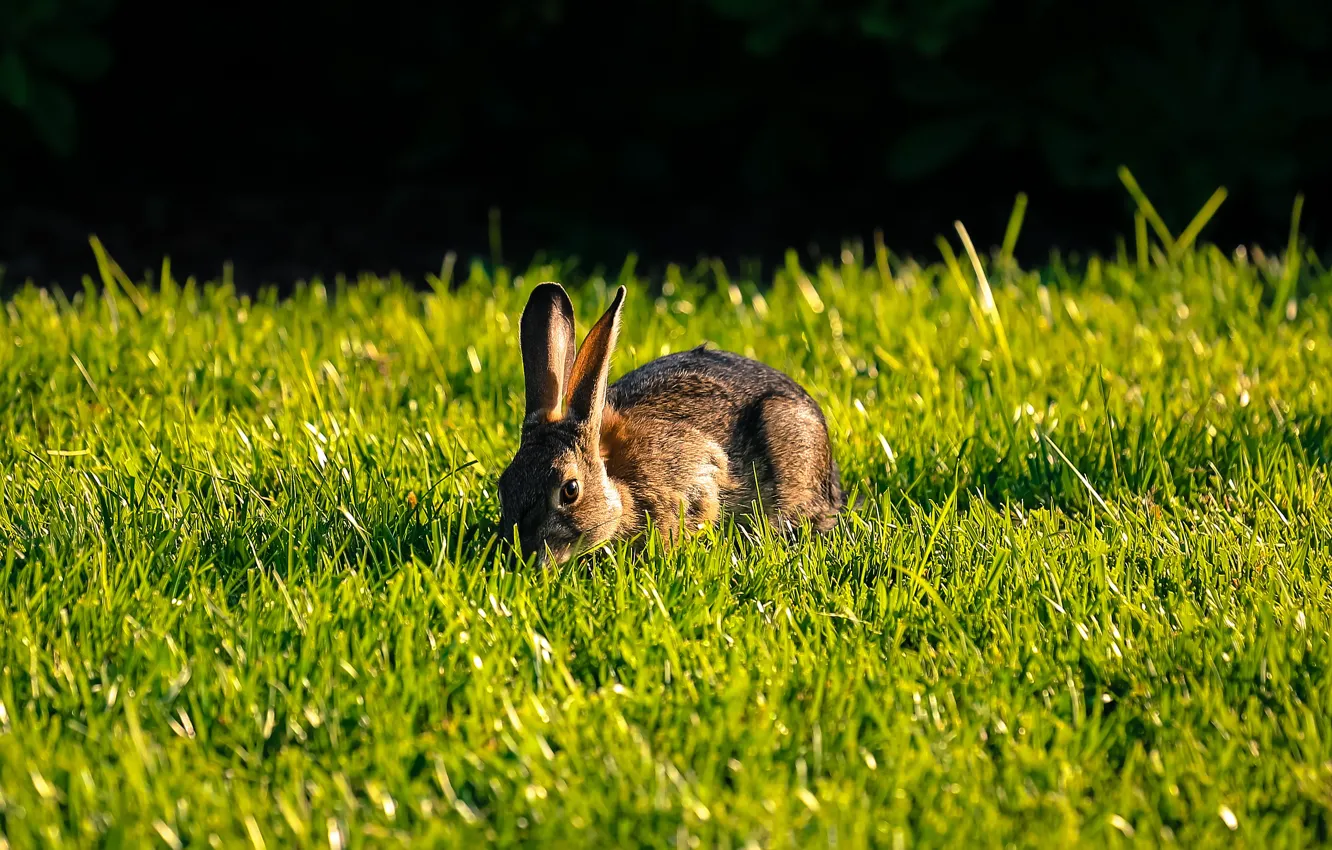 Photo wallpaper greens, grass, light, glade, hare, rabbit