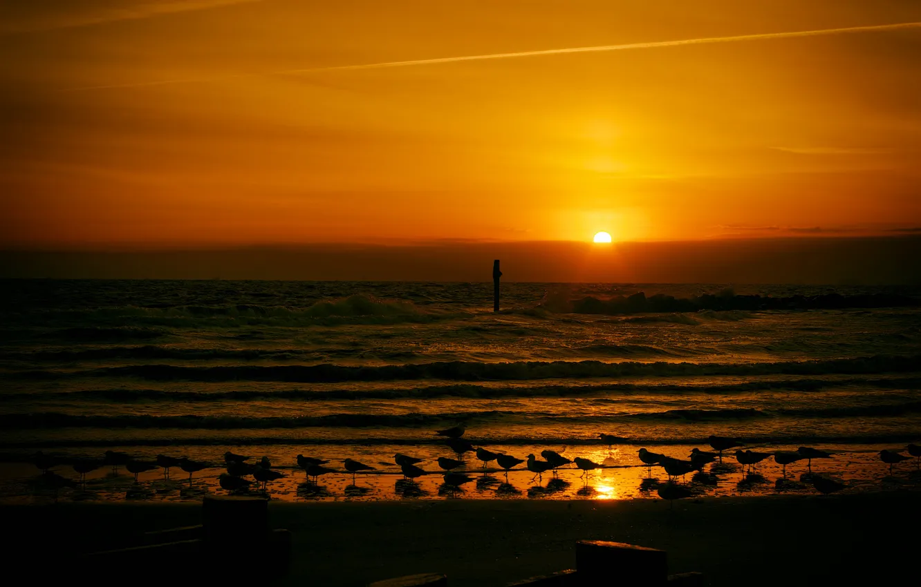Photo wallpaper wave, sunset, seagulls