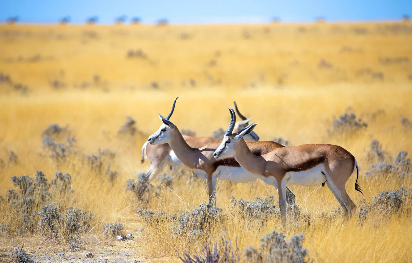 Photo wallpaper field, grass, nature, vegetation, two, pair, Savannah, antelope