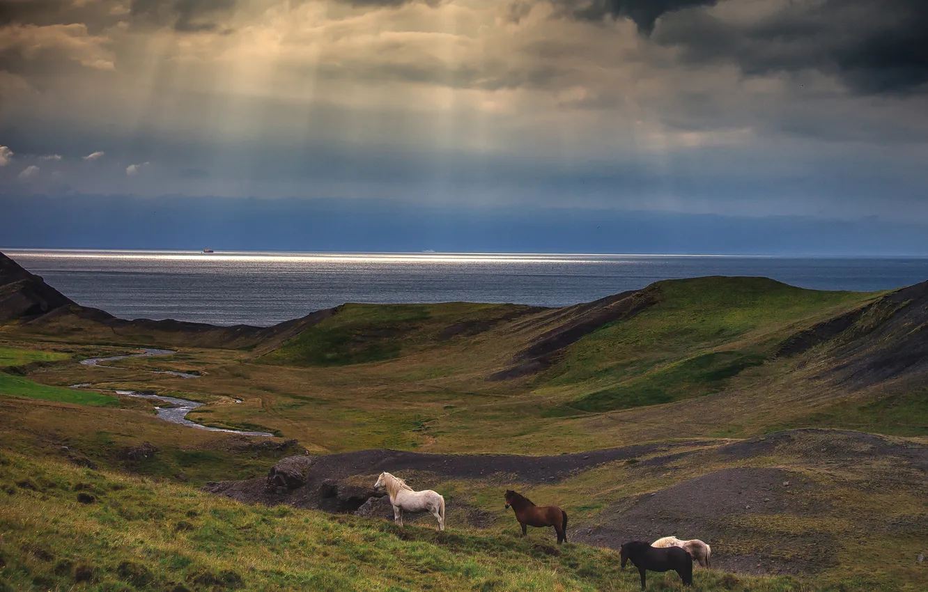 Photo wallpaper sea, the sky, rays, hills, horses, horse