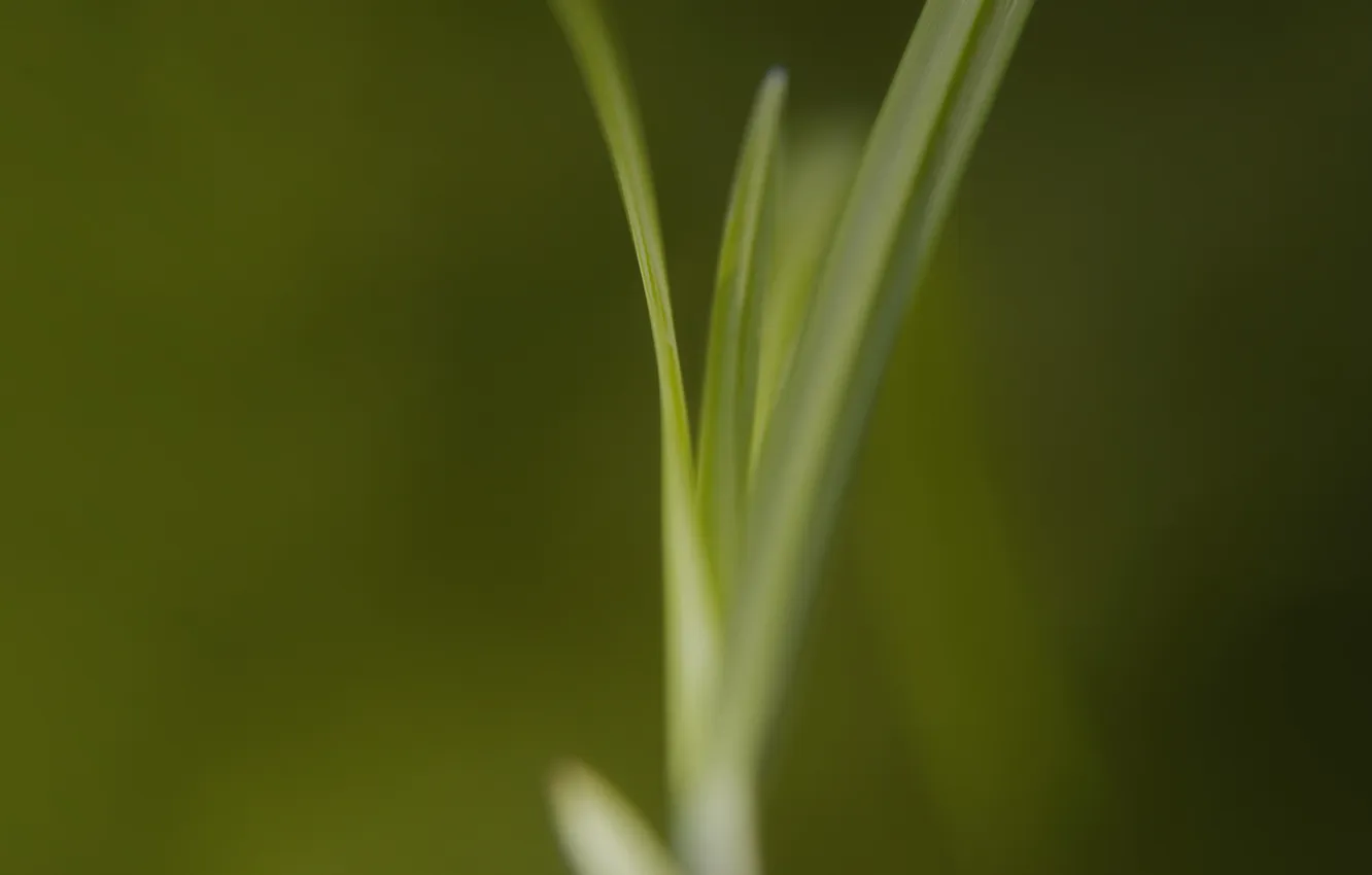 Photo wallpaper grass, macro, green