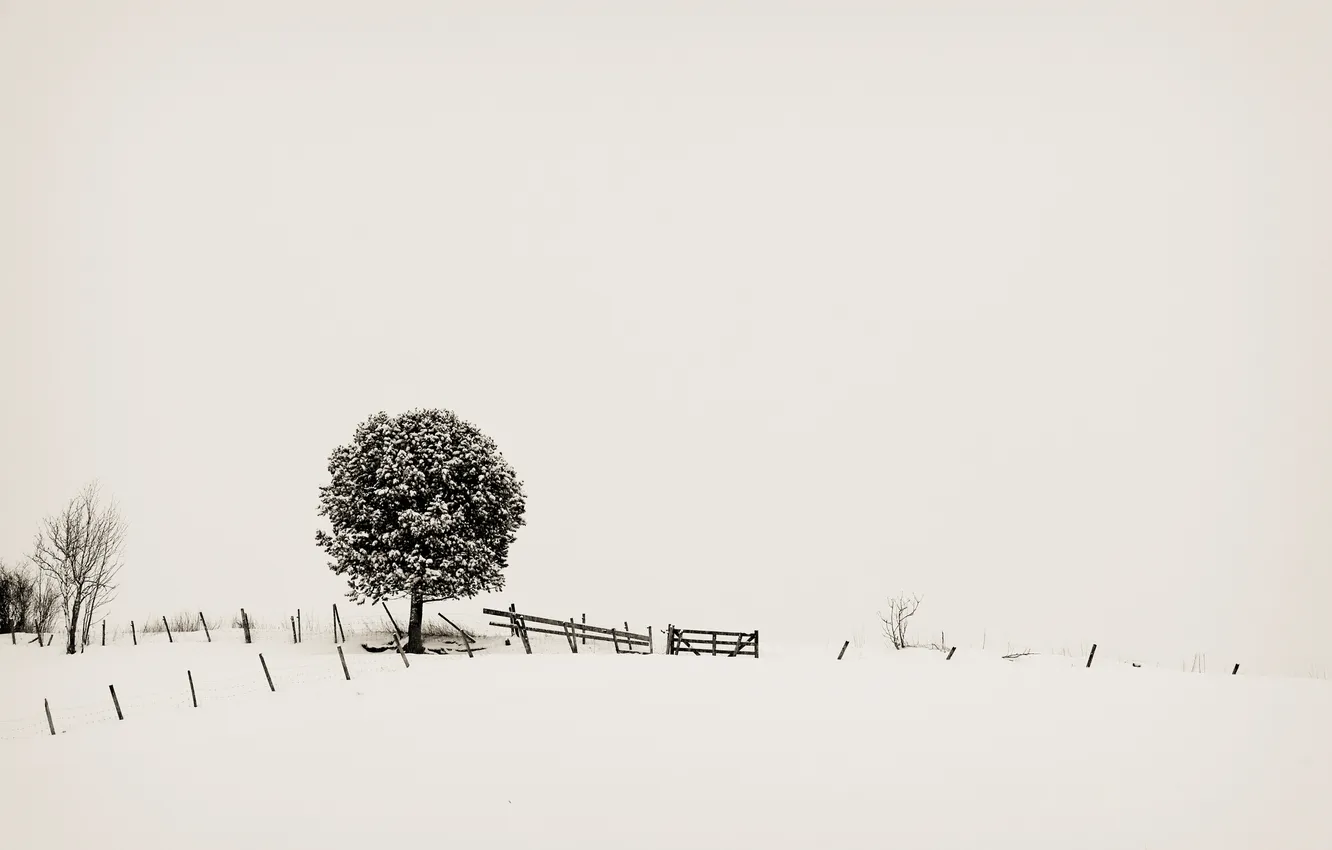 Photo wallpaper winter, tree, minimalism, the monotony