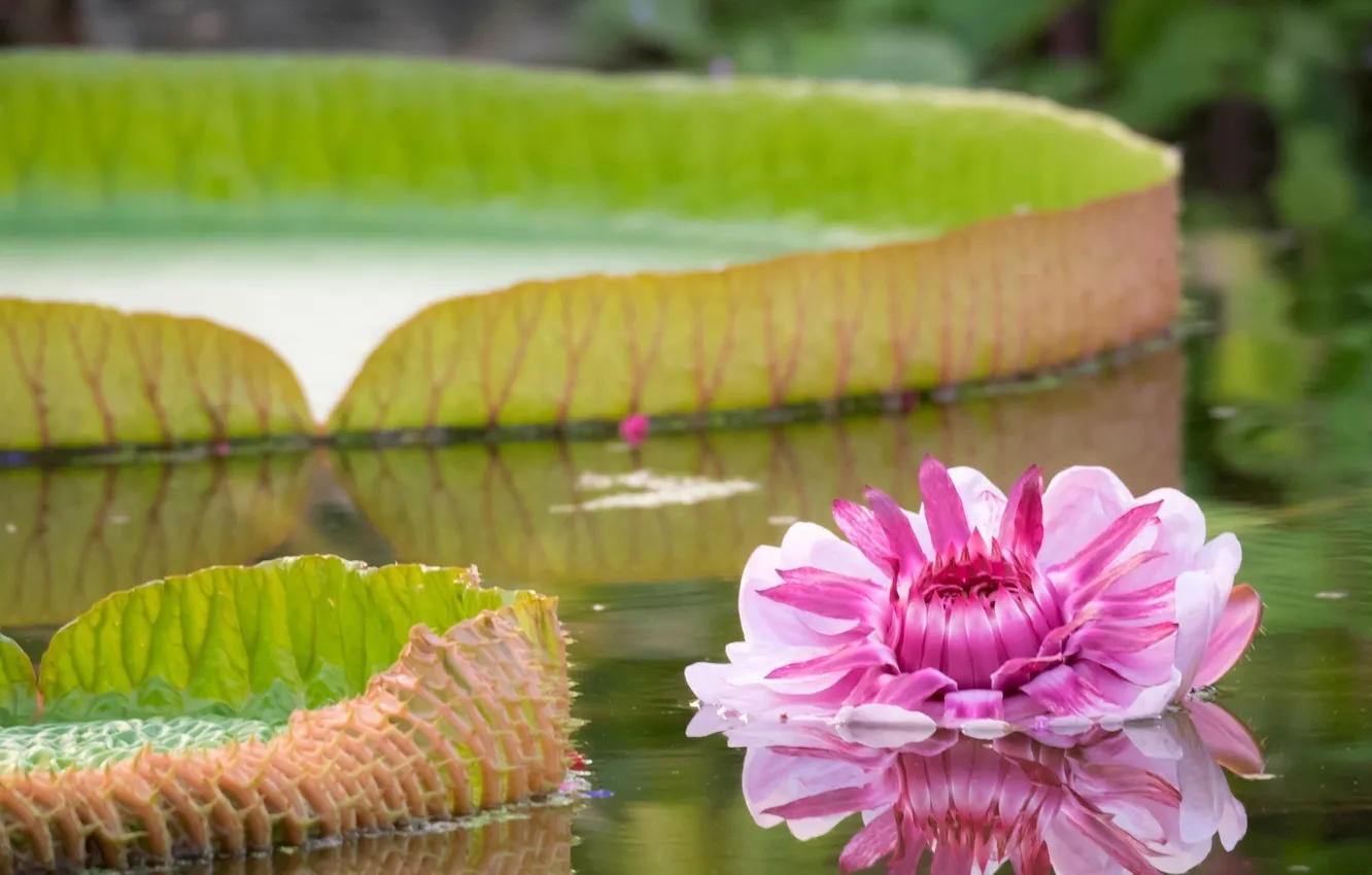 Photo wallpaper flowers, nature, leaf, water Lily