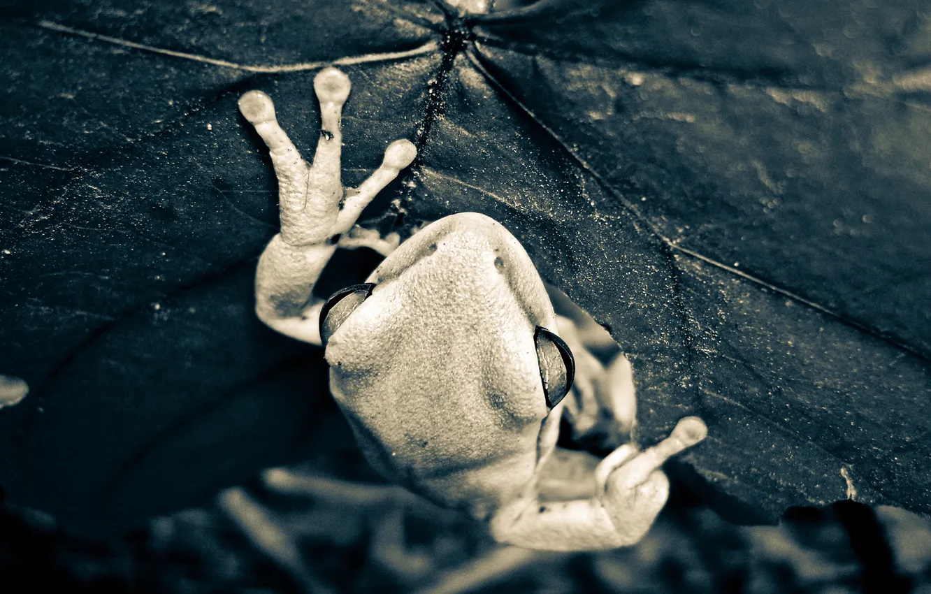 Photo wallpaper leaves, nature, animal, frog, black and white, animals
