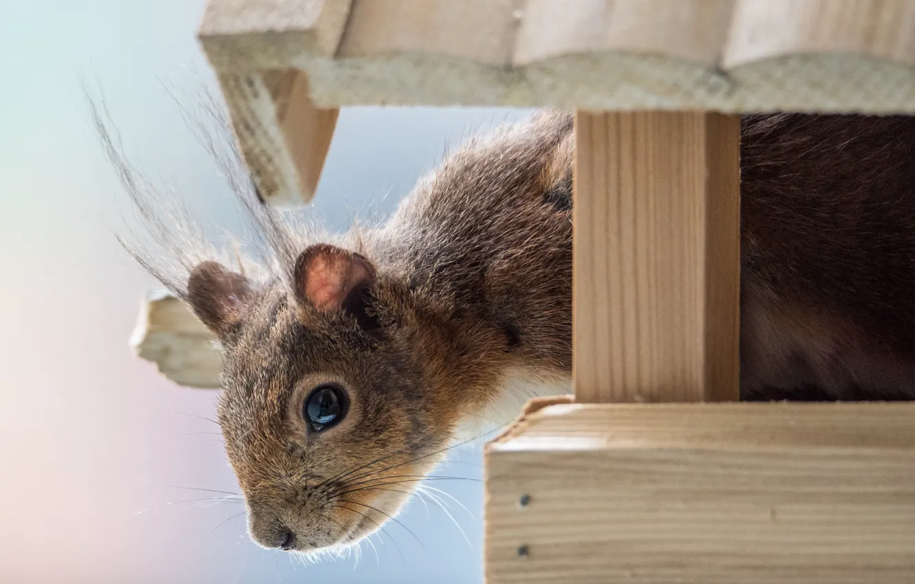 Photo wallpaper protein, muzzle, rodent, feeder