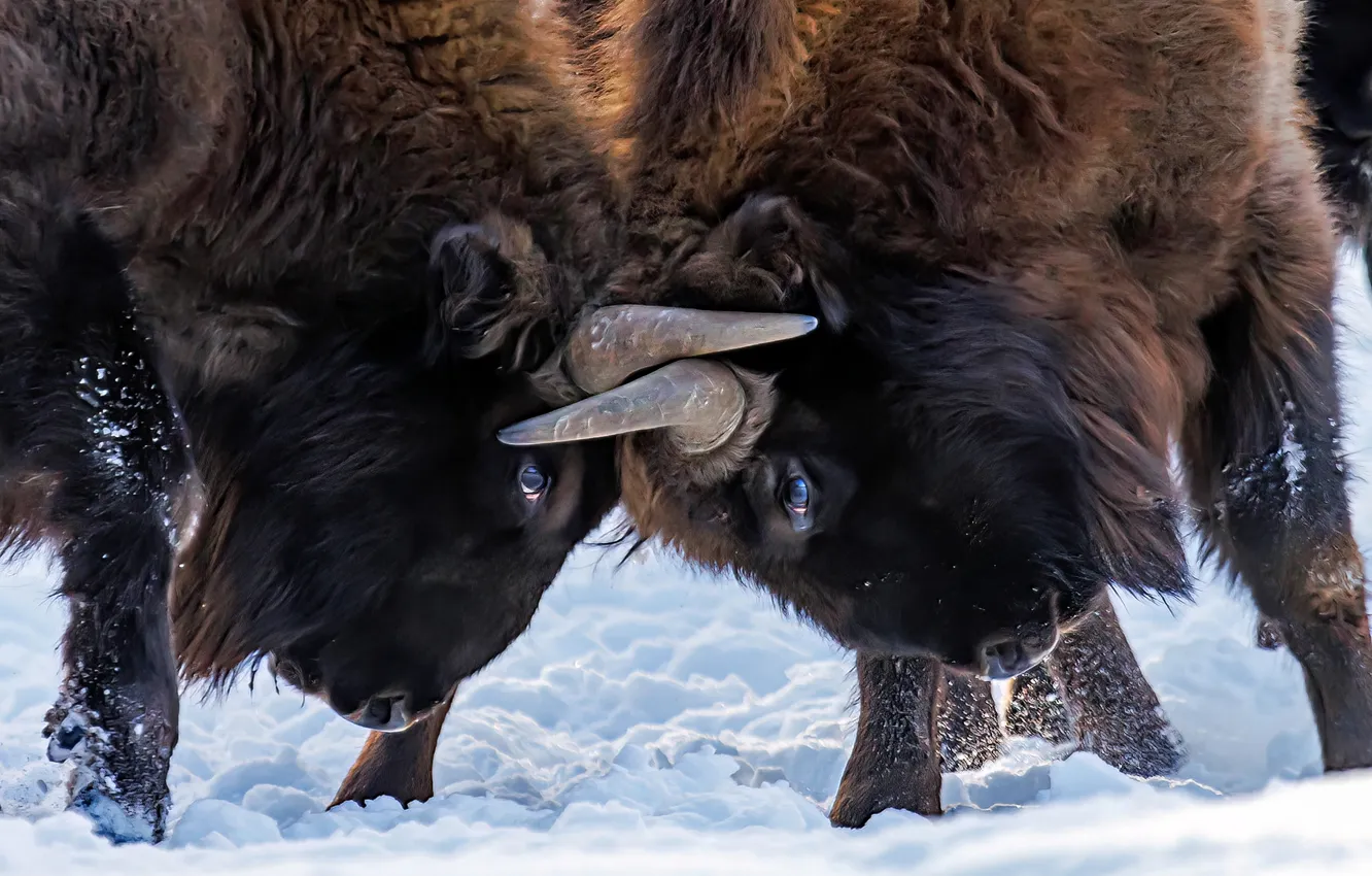 Photo wallpaper Beam, buffalos, Snow, Mammals, horns, strength