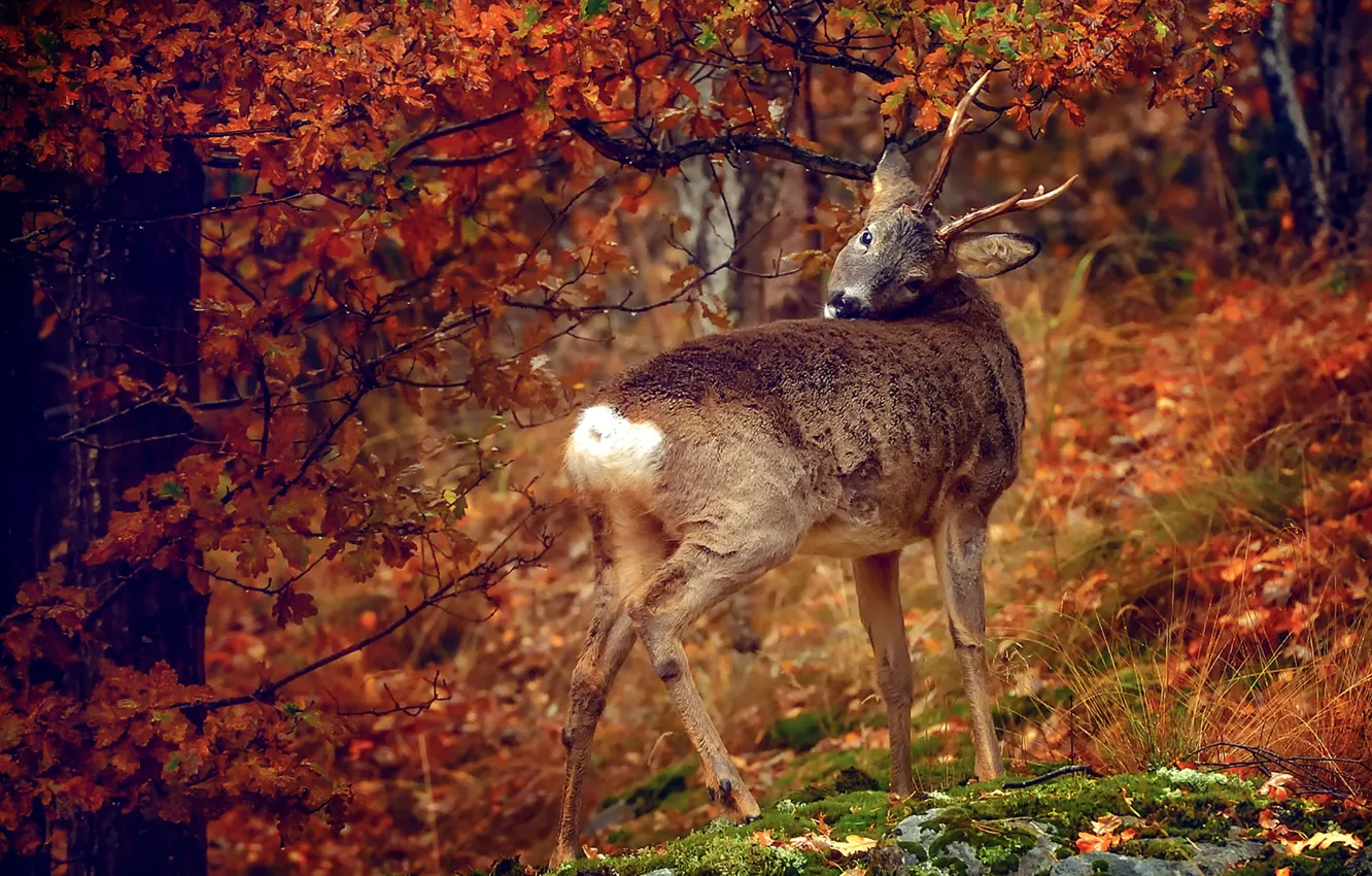 Photo wallpaper autumn, leaves, tree, autumn colors, deer, wildlife