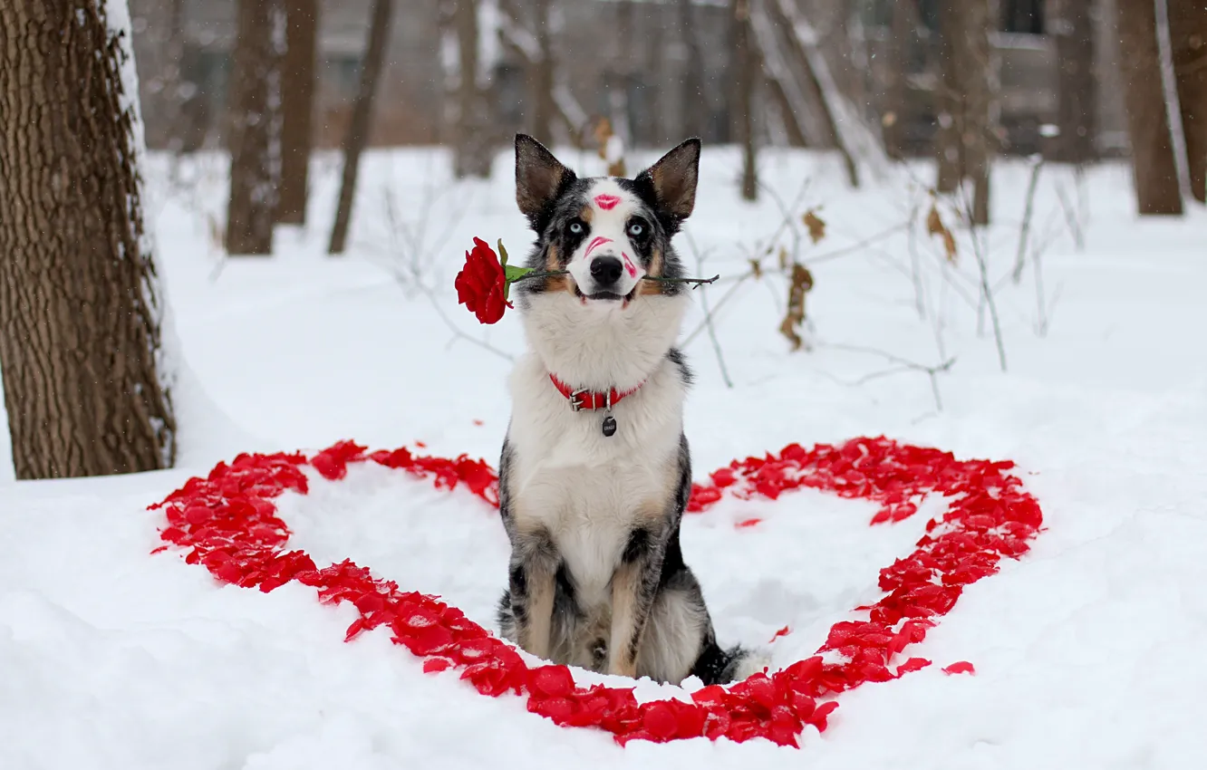 Photo wallpaper winter, flower, look, love, each, rose, dog, petals