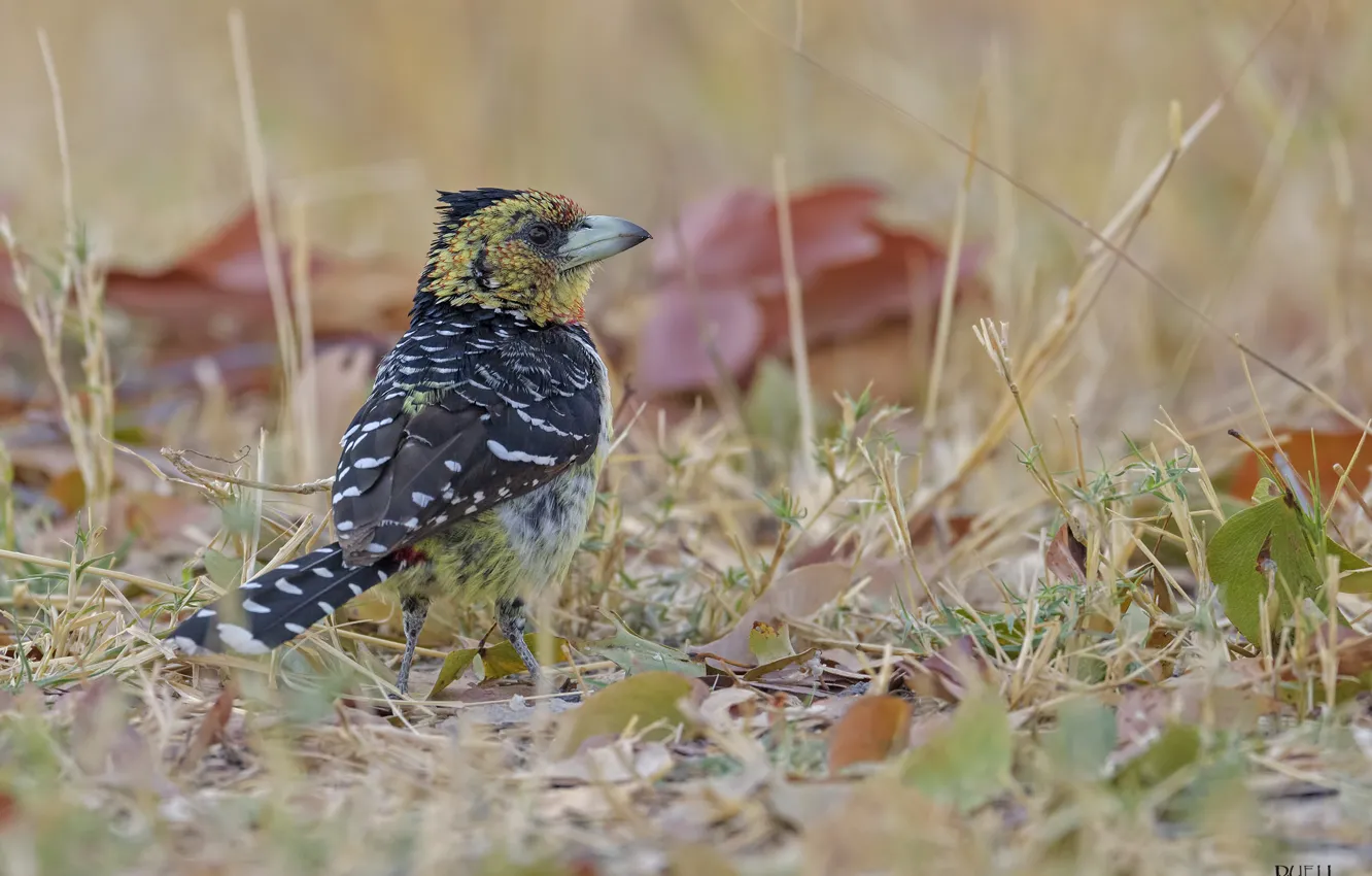 Photo wallpaper field, bird, meadow, DUELL ©