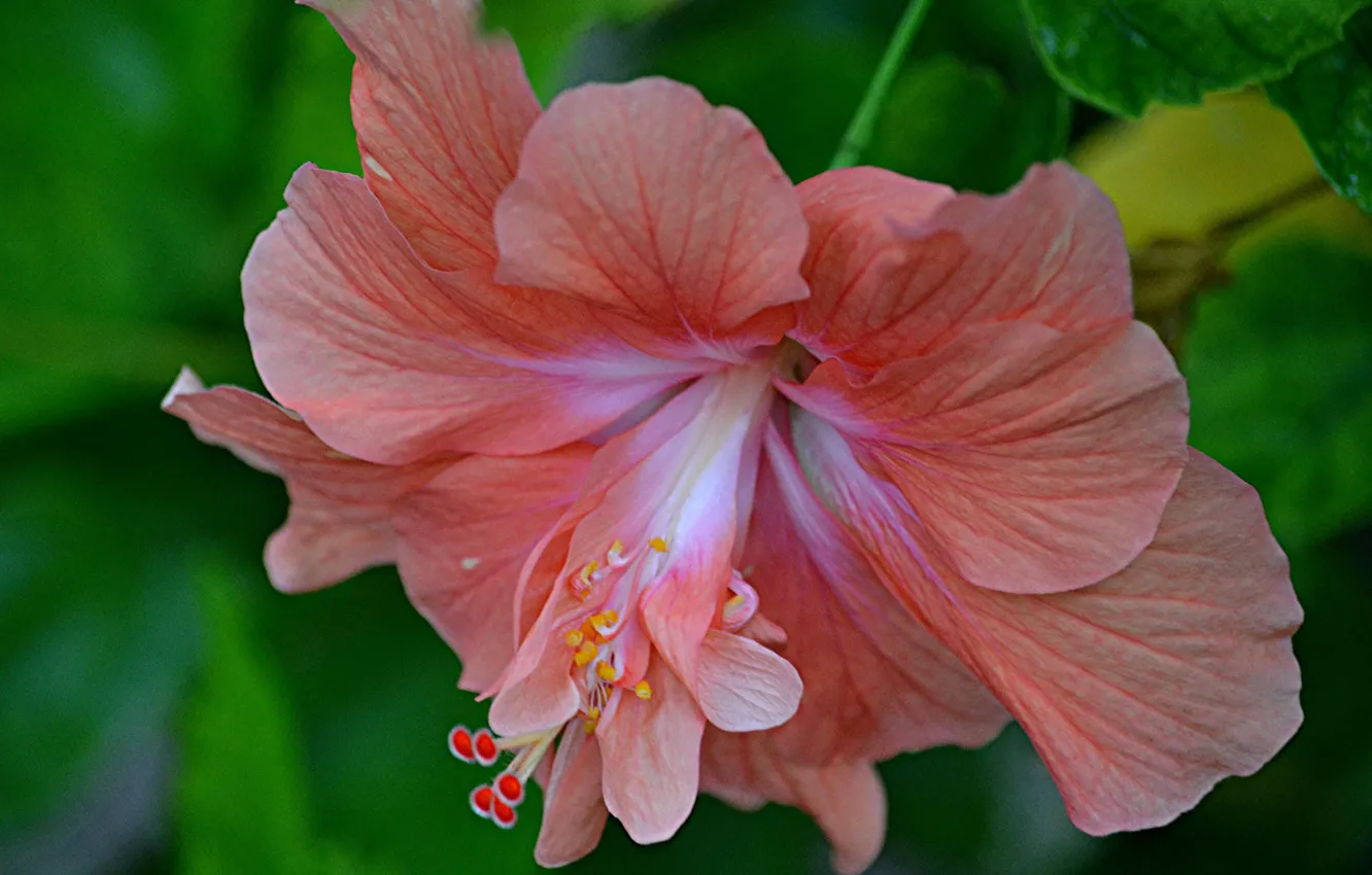 Photo wallpaper macro, close-up, petals, hibiscus