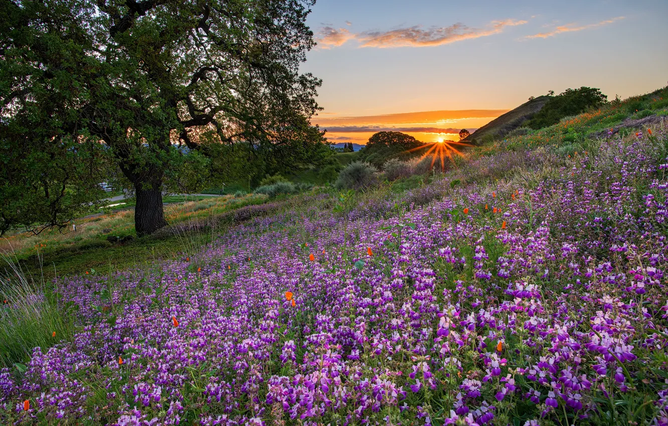 Photo wallpaper trees, sunset, flowers, meadow, CA, lupins