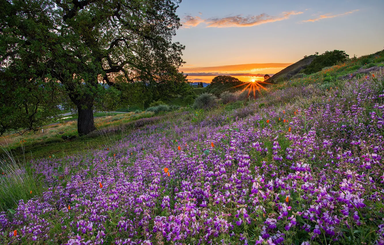 Photo wallpaper sunset, flowers, tree, meadow, CA, lupins