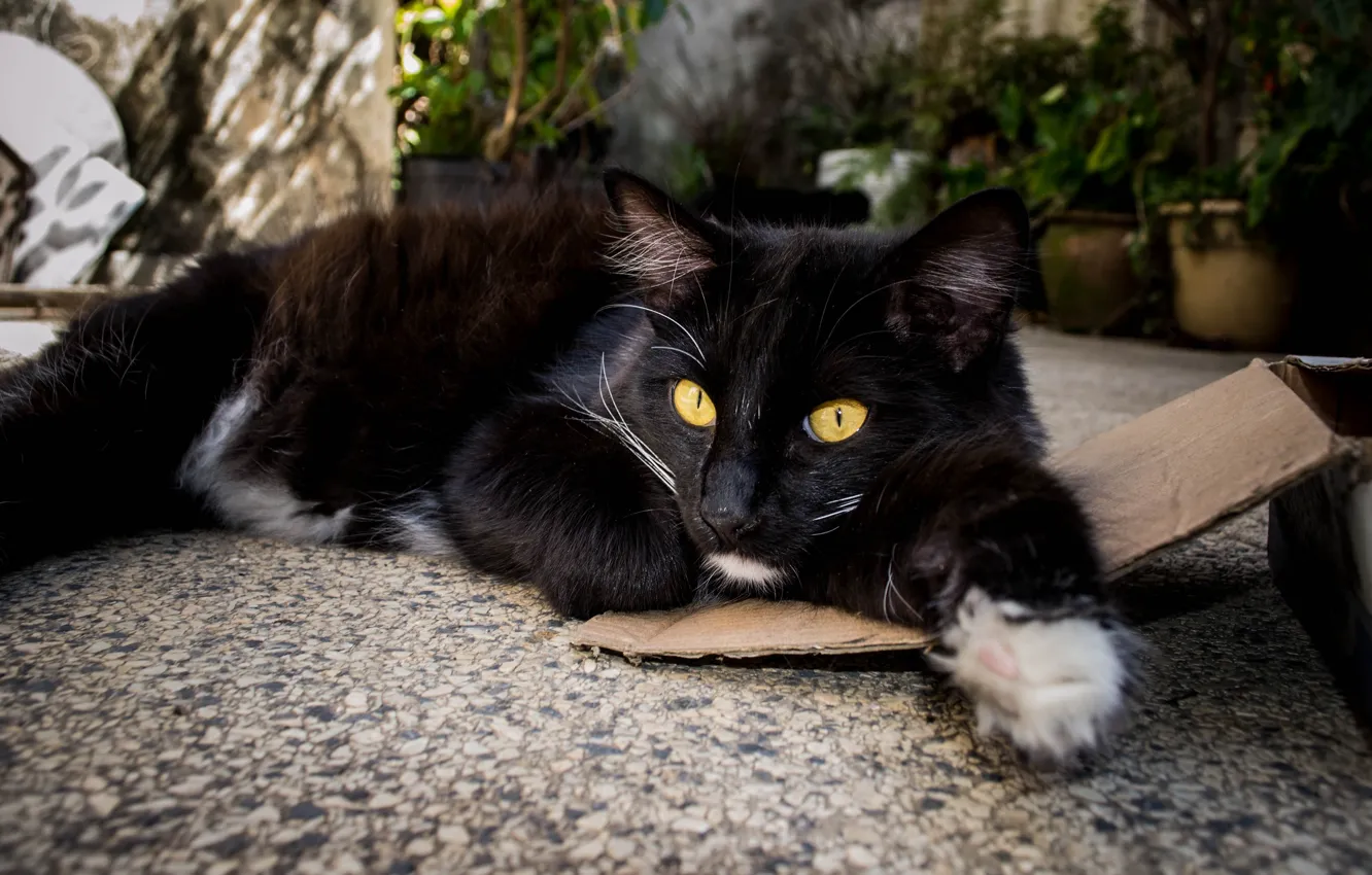 Photo wallpaper cat, cat, black, garden, lies