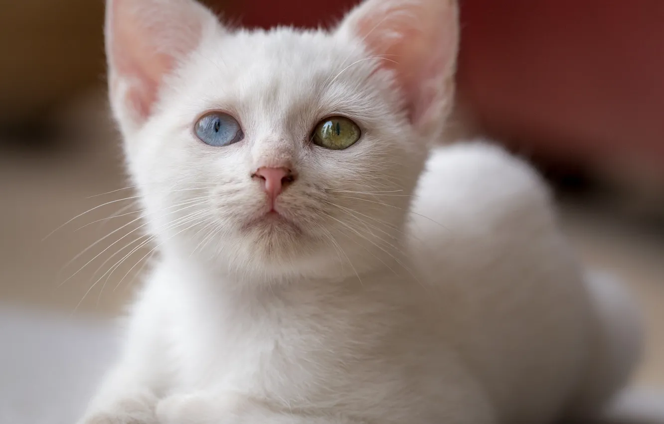 Photo wallpaper cat, white, look, portrait, kitty