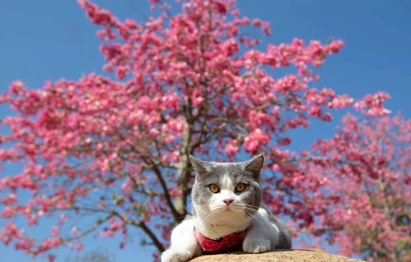 Photo wallpaper cat, the sky, cat, look, light, branches, red, pose