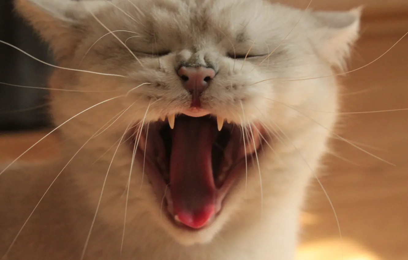 Photo wallpaper white, cat, the sun, animal, day, yawns, nyasha
