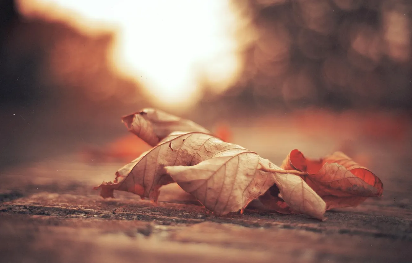 Photo wallpaper autumn, sheet, foliage, leaf, maple, leaves, bokeh, bokeh
