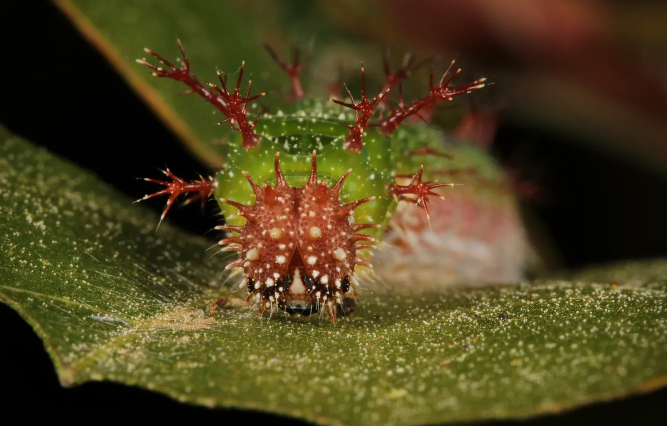 Photo wallpaper leaves, caterpillar, nature, spikes