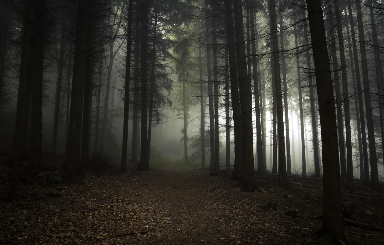 Photo wallpaper forest, trees, nature, fog, Germany, path, North Rhine-Westphalia, Rheinbach