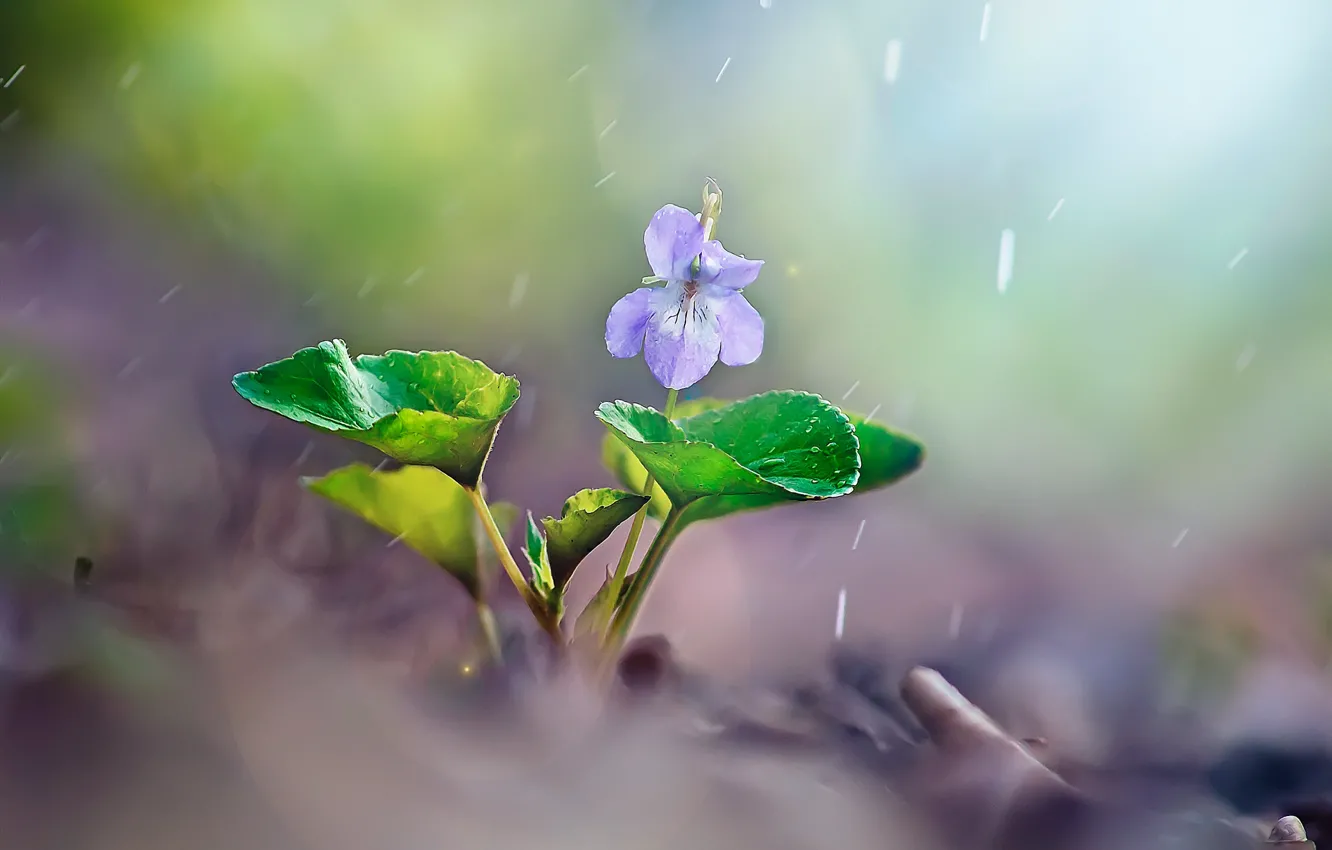 Photo wallpaper flower, leaves, macro, nature, rain, spring, violet