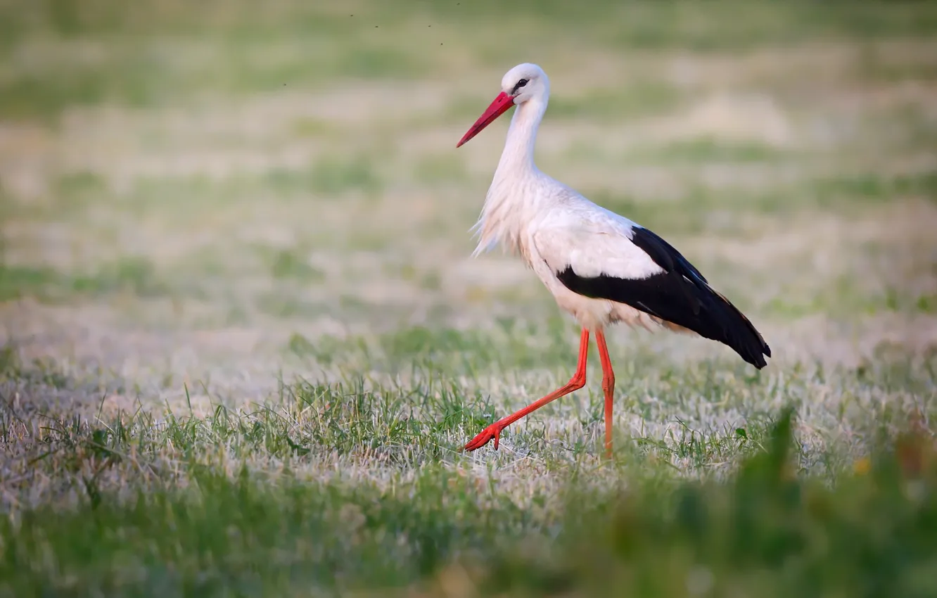 Photo wallpaper nature, bird, stork