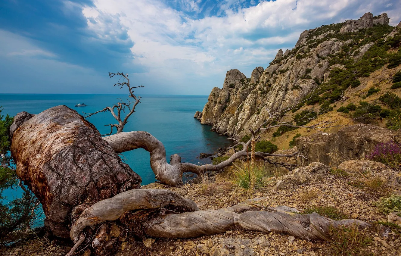 Photo wallpaper sea, clouds, trees, branches, roots, blue, rocks, blue