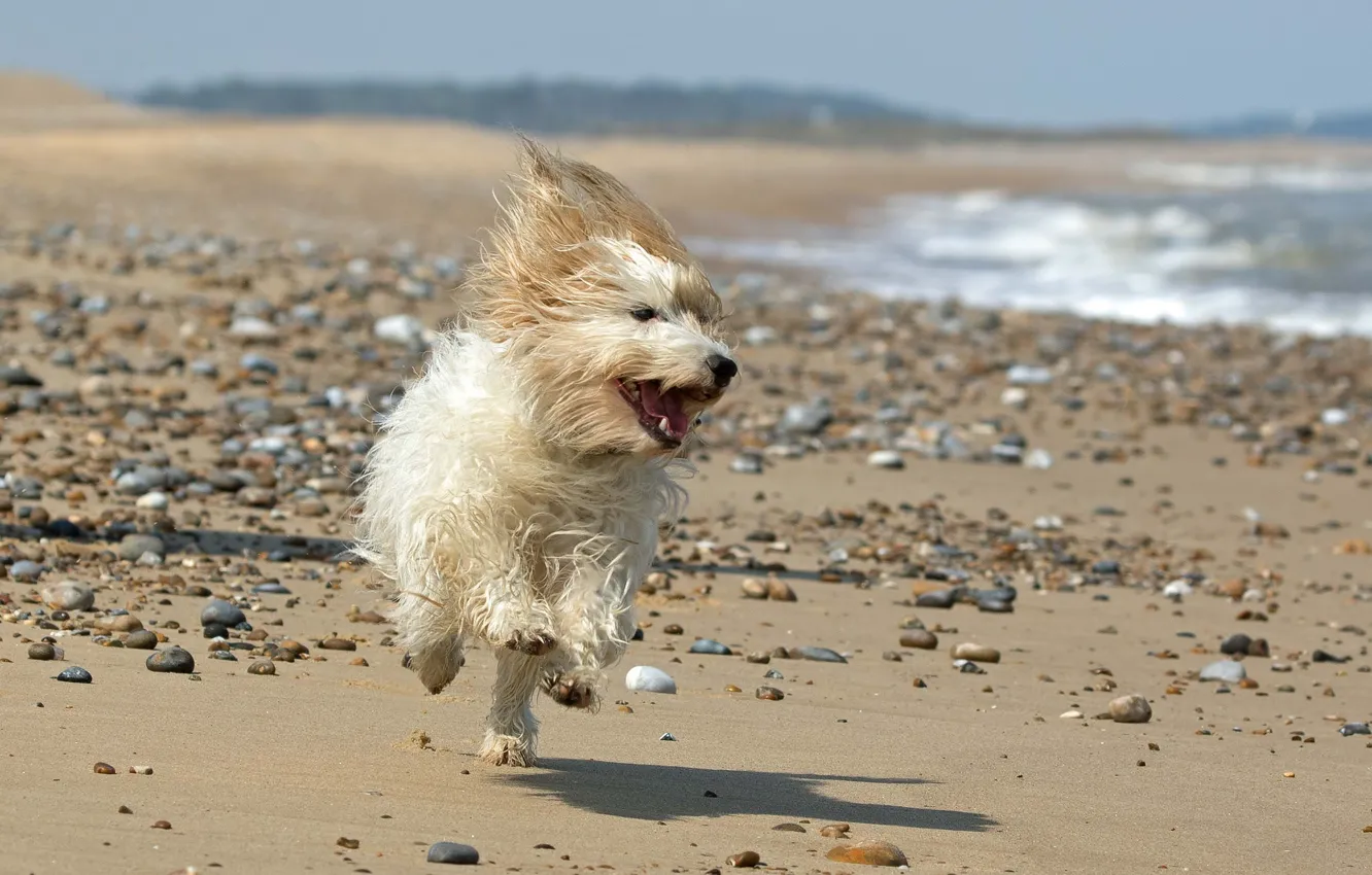 Photo wallpaper beach, dog, runs