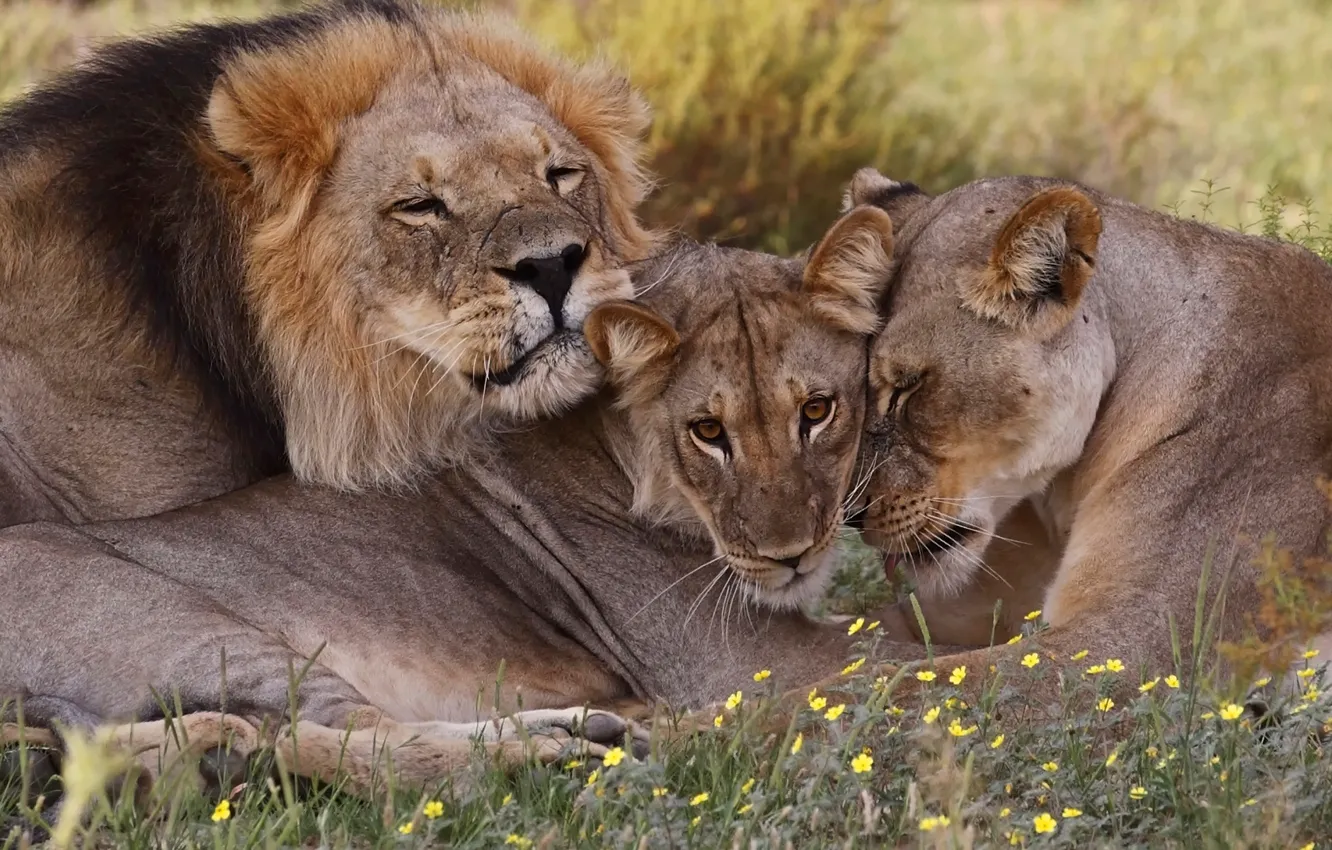 Photo wallpaper family, lions, wildlife, South Africa